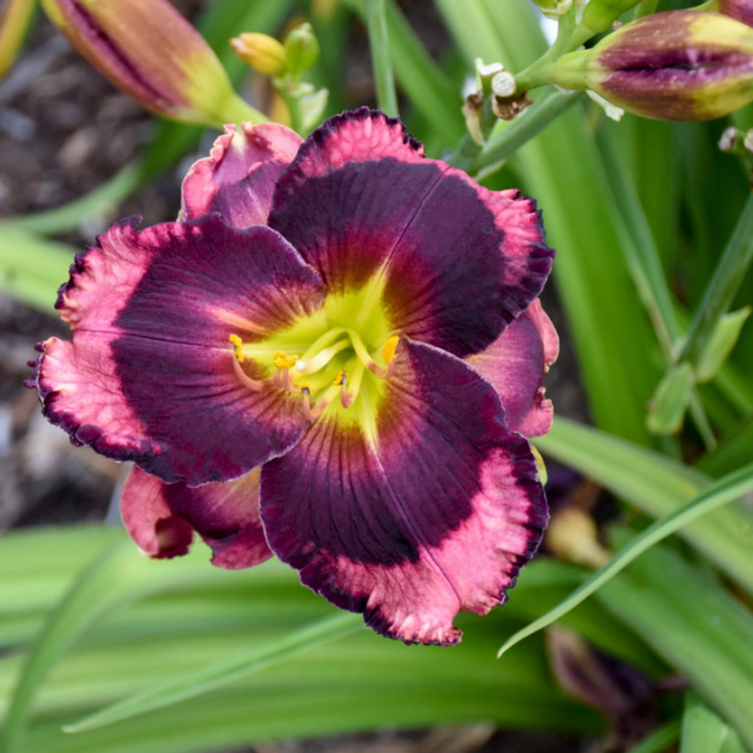 Proven Winners 6" Purple Rainbow Rhythm 'Storm Shelter' Daylily Live Plant in 6.5" Pot