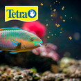 thumbnail image 2 of Alimento Hojuelas Pez Acuario Lomas Tetramin Tropical Flakes 200 gr, 2 of 2