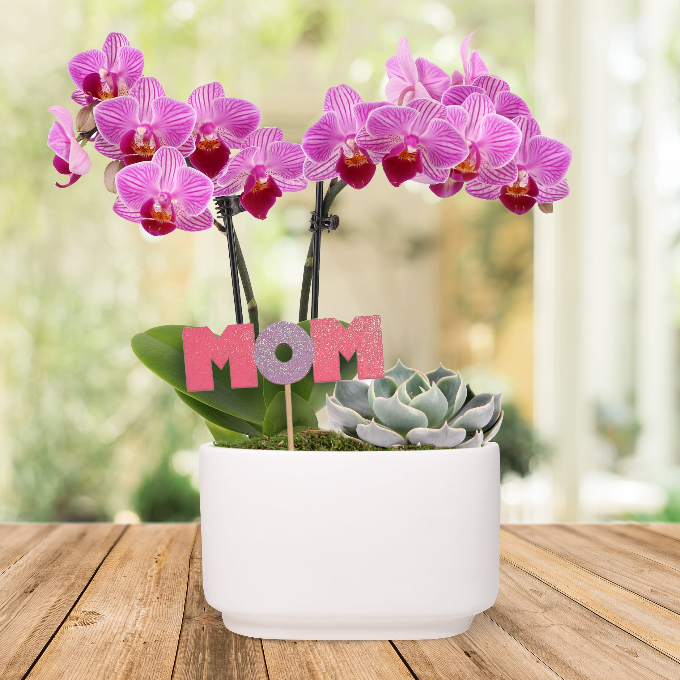 Live 4in Pink Orchid and Succulent Duo in White Pot with 'Mom' Pick - Perfect Gift