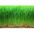 thumbnail image 7 of Organic Wheatgrass Powder, 4 Pounds — Non-GMO, Raw, Vegan, Kosher — by Food to Live, 7 of 7