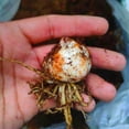 Lily Bulbs, Tiger Lily Bulbs, Large Flowers,Lily Bulbs For Planting