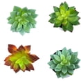 thumbnail image 4 of Simulaciones Mini suculentas Plantas artificiales de plástico falso Decoraciones para la sala de estar del jardín del hogar sidaley JJ18127-01, 4 of 6