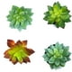 thumbnail image 4 of Simulaciones Mini suculentas Plantas artificiales de plástico falso Decoraciones para la sala de estar del jardín del hogar Advancent JJ18127-01, 4 of 6