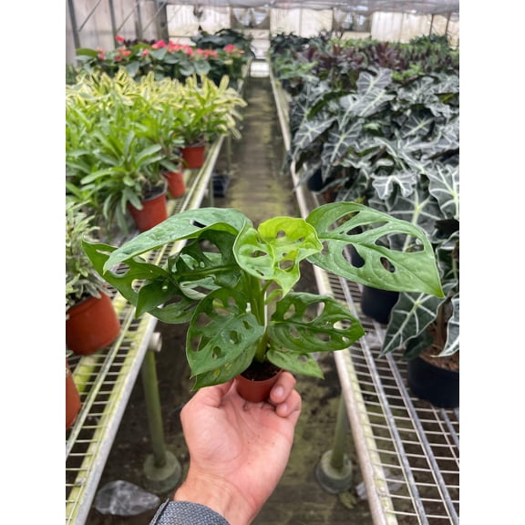 Monstera Adansonii 'Swiss Cheese', 2" Pot, Indoor Houseplant, Easy Care, Live Plant for Indoor & Outdoor