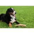 thumbnail image 5 of Beef Trachea 12 Dog Treats, 10 Count, 5 of 5