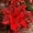 red, variant on RECUTMS 10 Pcs Christmas Glitter Artificial Poinsettia Flowers 6inch Christmas Wreath Christmas Tree Flowers Ornaments Holiday Seasonal Decorations (Gold, 6inch)