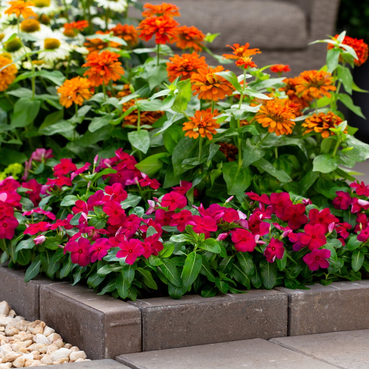 Expert Gardener Multicolor Vinca Live Annual Plant, 1 Pint Grower Pot, 6-Pack, Full Sun