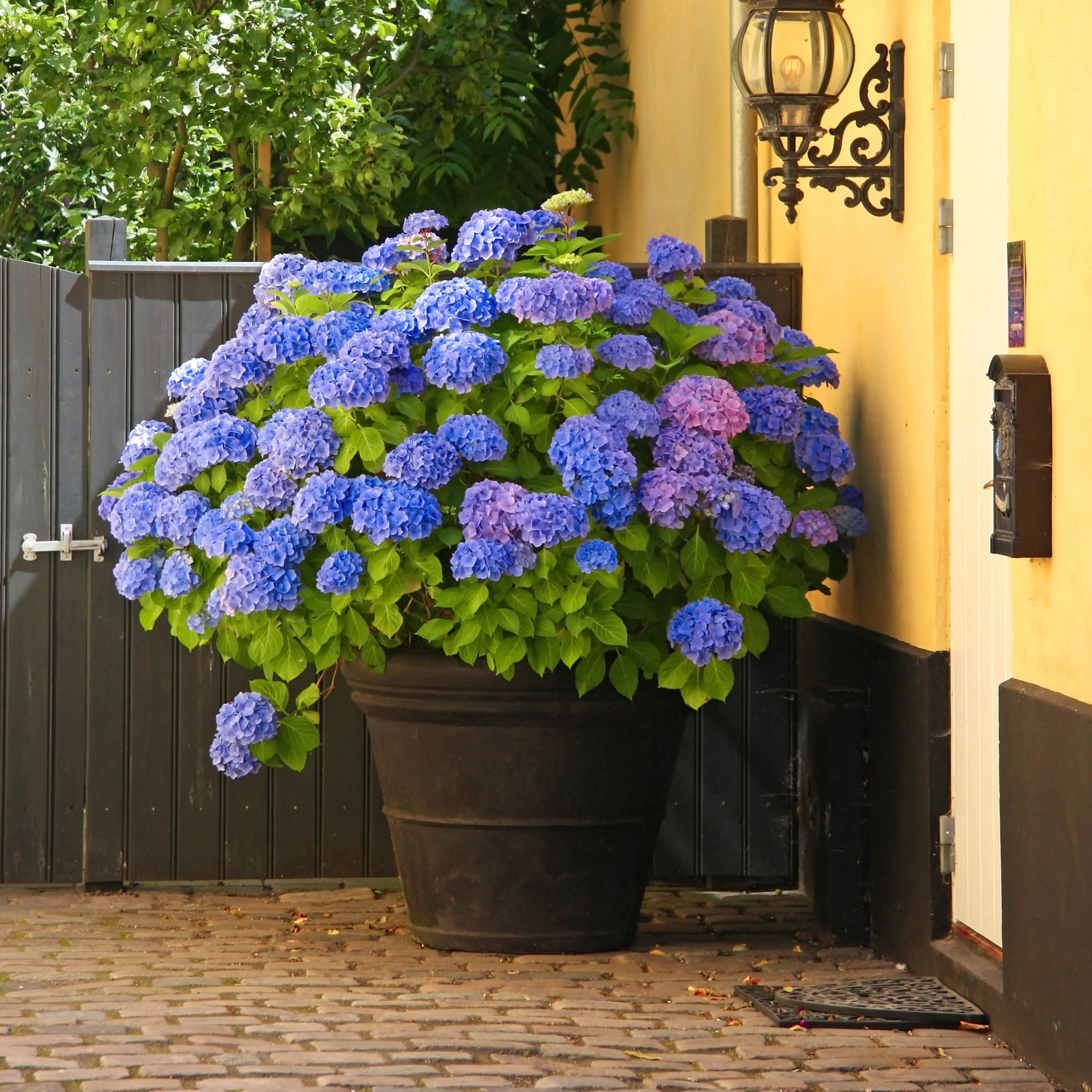National Plant Network 4" Hydrangea 'Nikko Blue' Live Shrub with Partial Sunlight (3-Pack)