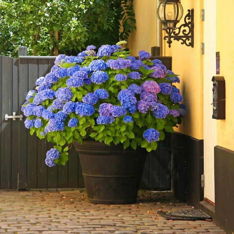 ドナルド・サルタン 「hydrangea in a green pot」 定番品】ドナルド・サルタン 「hydrangea in a green pot