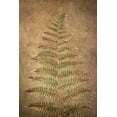 thumbnail image 2 of Jaynes Gallery 11x14 Gold Ornate Wood Framed with Double Matting Museum Art Print Titled - USA-Washington State-Seabeck Close-up of bracken fern pattern, 2 of 4