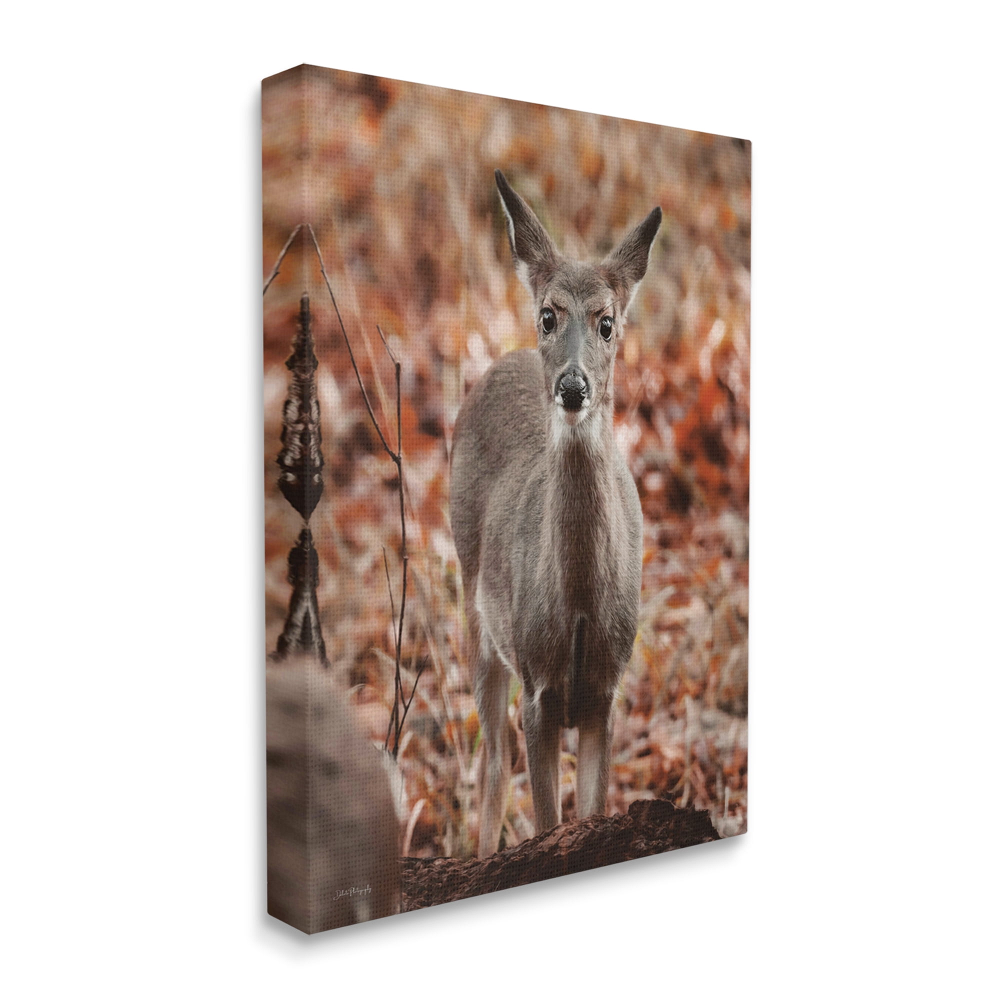 Stupell Industries Fawn in Autumn Nature Animals & Insects Photography Gallery Wrapped Canvas Print Wall Art, 36 x 48