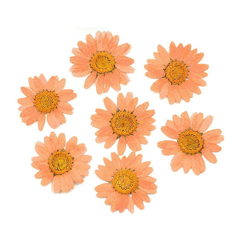 ✪ 100Pcs Real Natural Dried Pressed Flowers White Daisy Pressed Flower for  Resin Jewelry Nail Stickers Makeup Art Crafts 