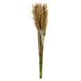thumbnail image 1 of Vickerman H1PLR000-2 Faisceau de Roseaux à Plumes d'Ivoire de 36 à 40 Po, 1 of 1