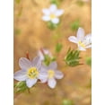 thumbnail image 2 of Popcorn 25x32 White Modern Wood Framed Museum Art Print Titled - Purple Flower III, 2 of 4