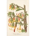 thumbnail image 2 of Charles Antoine Lemaire 16x24 Black Ornate Framed Double Matted Museum Art Print Titled: Musschy Wolastons (1854-1896), 2 of 5