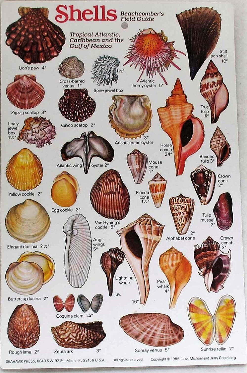 New Submersible Shell ID Card & Pocket Guide for Scuba Divers