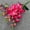 Hot Pink, variant on Silk Artificial Flowers Fake Artificial Flowers 27.5" Long Stem Fake Flowers Bulk for Tall Vase Wedding Floral Arrangements Home Table Decor