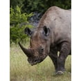 thumbnail image 2 of Young, Bill 26x32 White Modern Wood Framed Museum Art Print Titled - Namibia, Etosha NP Rhinoceros grazing on grass, 2 of 4
