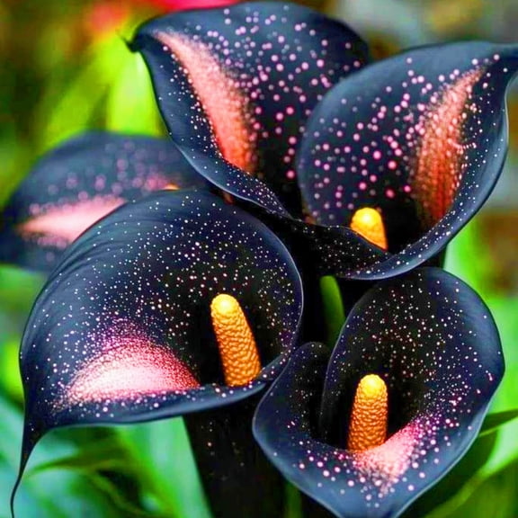 Calla lily, Low Maintenance - Easy Grow - Ideal for Beds Borders, Plant Pots & Planters