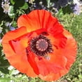 thumbnail image 3 of RedCrocus 'Brilliant' Oriental Poppy - Vibrant Orange-Red Blooms, Pollinator-Friendly, Border and Cottage Garden Perennial, Well-Drained Soil, Deer Resistant  1 Quart (Pack of 10), 3 of 20