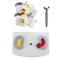 thumbnail image 2 of Modèle Lombaire Humain, Image Vive et Détaillée Plus Clairement Durable Modèle Lombaire en PVC, pour Maison Bureau Extérieur, 2 of 8