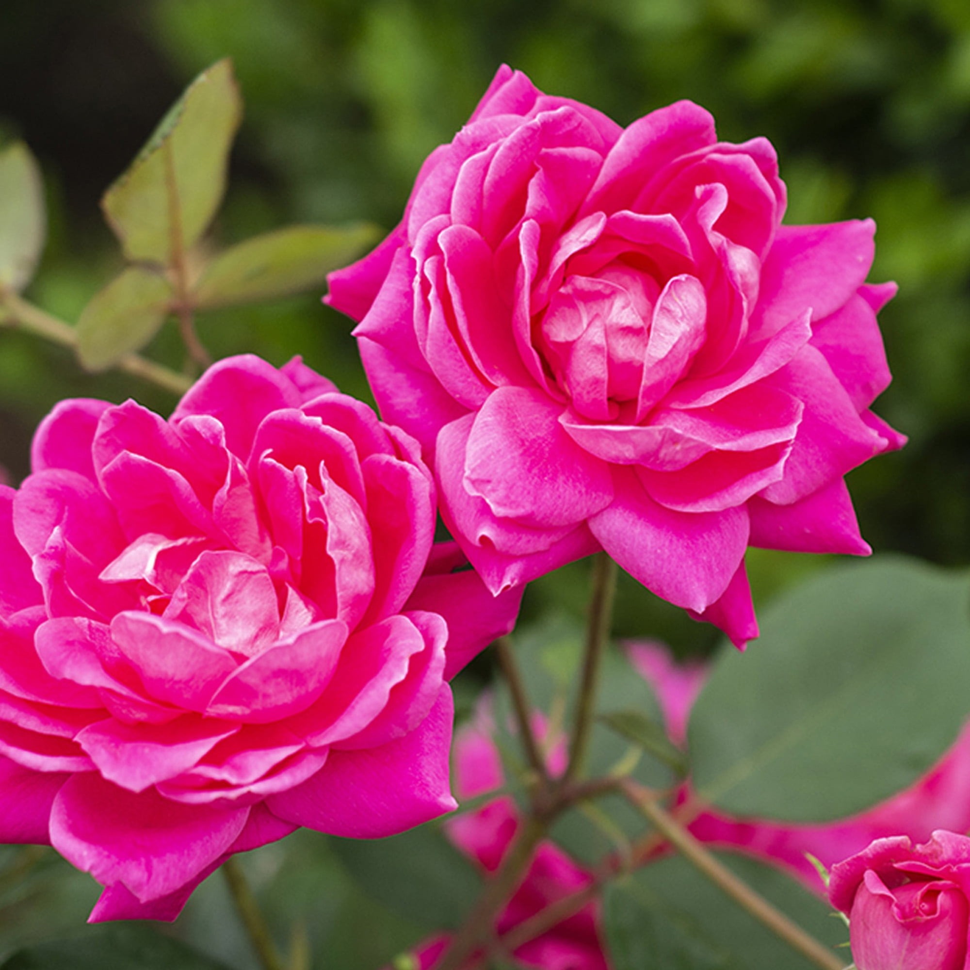The Knock Out® Family of Roses 'The Pink Double Knock Out® Rose' Live Tree in 3-Gallon Grower Pot