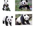 thumbnail image 2 of Juego de 3 piezas de figuras de panda sólidas, juego familiar de figuras de animales de la selva de plástico realistas de 2-4 pulgadas con pandas de bambú y bebé, adornos educativos para pasteles, 2 of 5