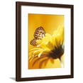 thumbnail image 1 of CloseUp Studio Shot of a Delicate Monarch Butterfly Resting on a Yellow Asteraceae Flower, Botanical Framed Art Print Wall Art Sold by Art.Com, 1 of 5