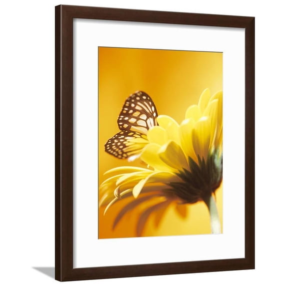 CloseUp Studio Shot of a Delicate Monarch Butterfly Resting on a Yellow Asteraceae Flower, Botanical Framed Art Print Wall Art Sold by Art.Com