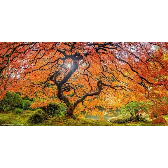 Sugar Maple Tree Seeds - 20 Seeds to Grow - Vibrant Yellow Fall Leaves - Acer Saccharum