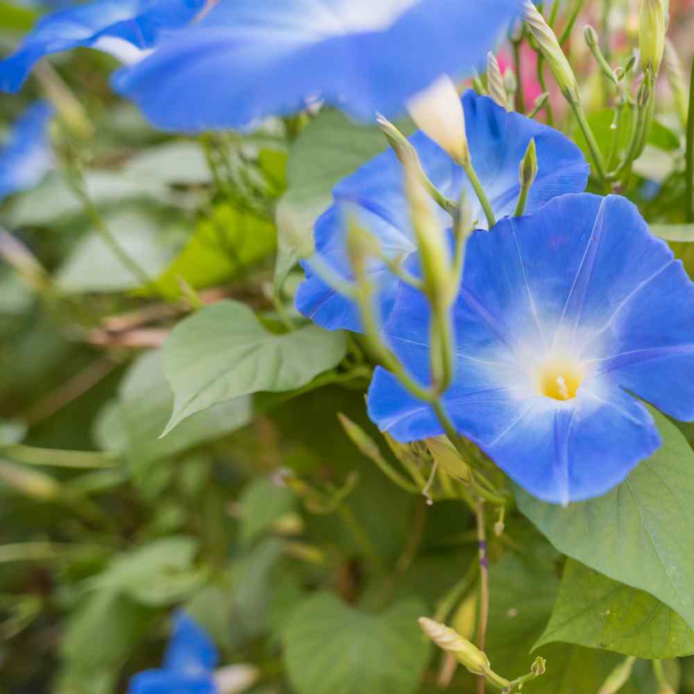 Flower Seed - Heavenly Blue Morning Glory Seeds - 1 LB