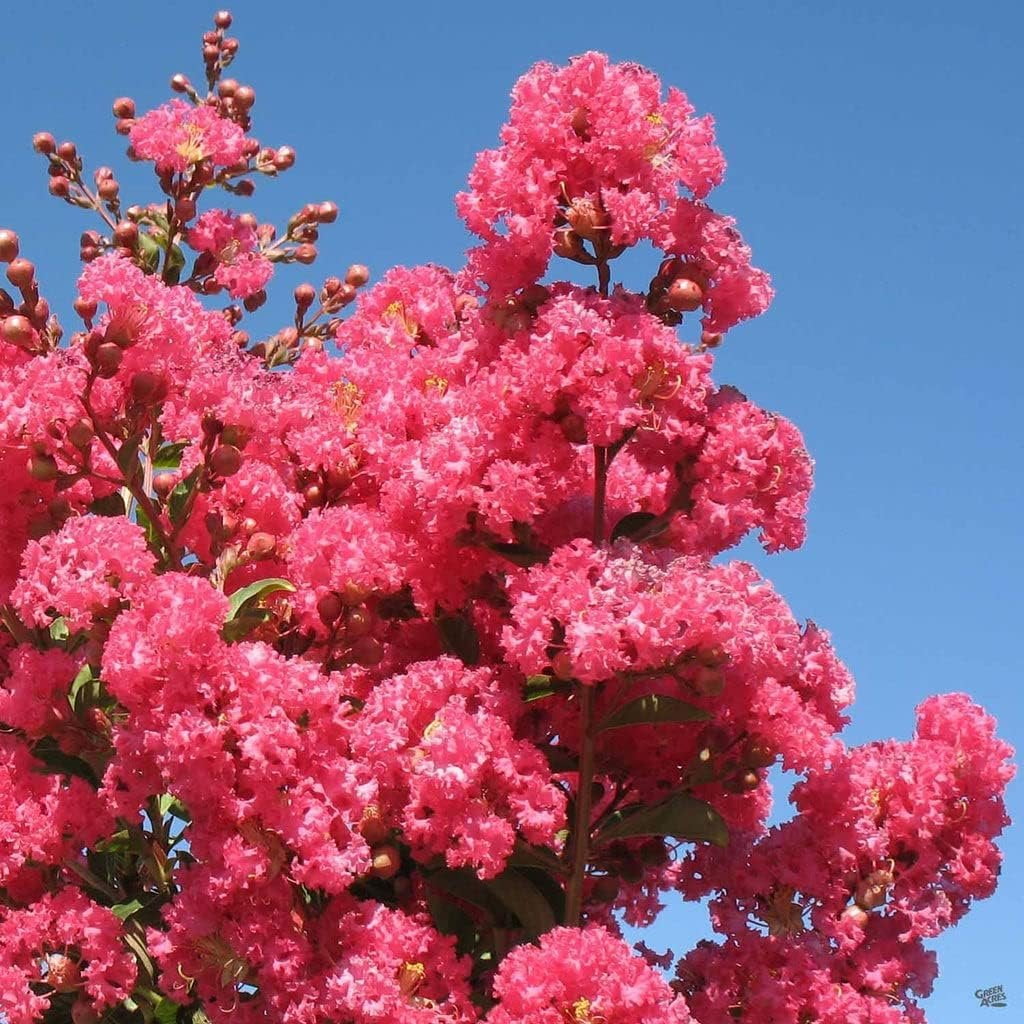 Crape Myrtle Tuscarora  30 Live Plants  Lagerstroemia Indica  Vibrant Red Flowers  Fast-Growing Ornamental Shrub  Drought-Tolerant  Garden Beauty