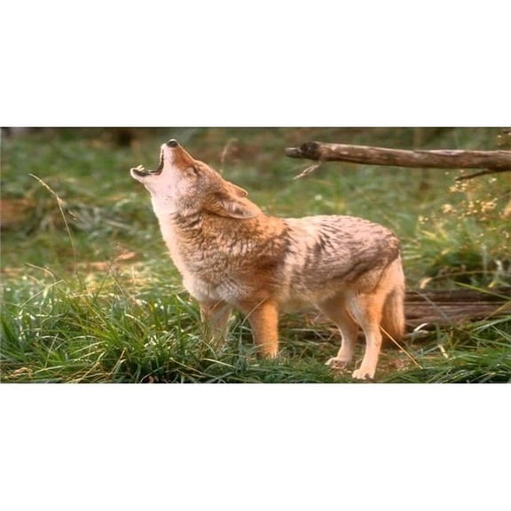 Howling Coyote Photo License Plate