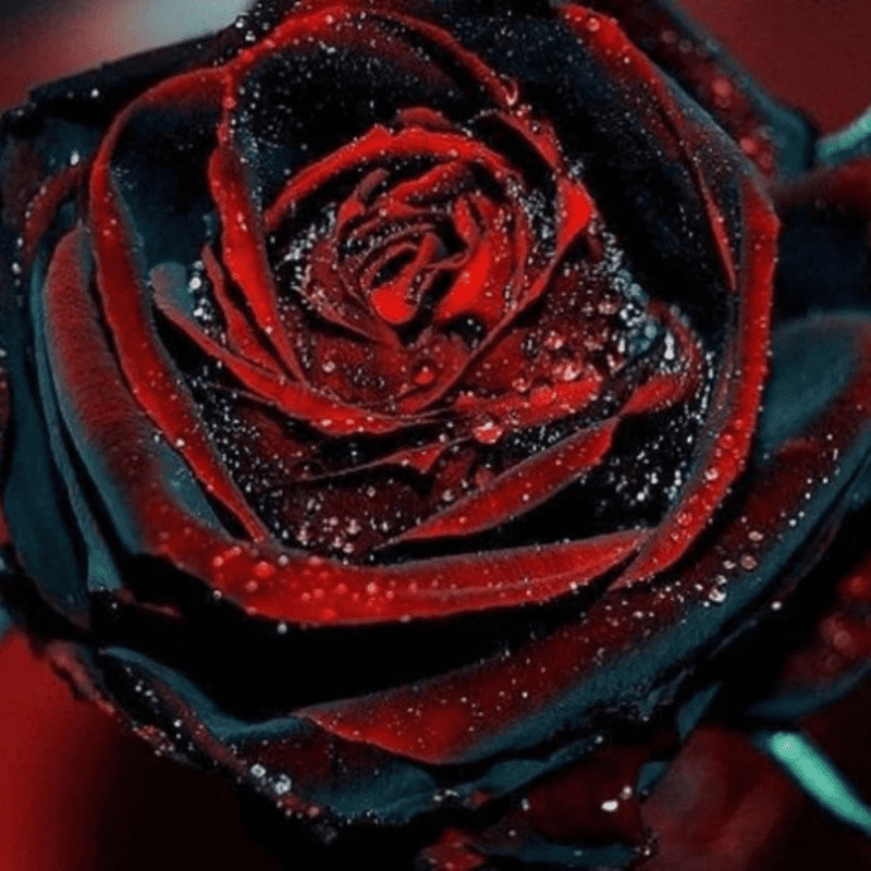 30 Red Black Rose Seeds, Perennial