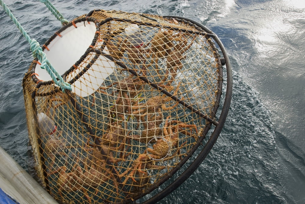 Crab Pot With Brown Crab Is Hauled Up Over The Side Of The F/V
