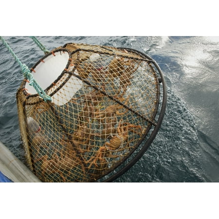 Crab Pot With Brown Crab Is Hauled Up Over The Side Of The FV Morgan Anne During The Commercial Brown Crab Fishing Season In Icy Strait Of Southeast Alaska Stretched Canvas - Chris Miller  Design