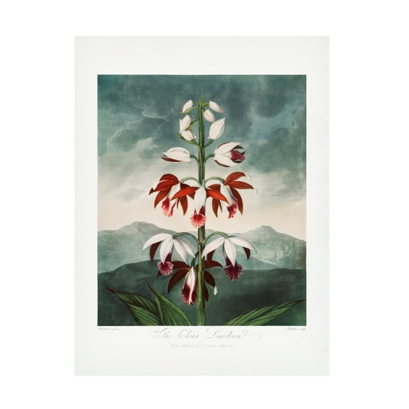 Trademark Fine Art Pictufy The Chinese Limodoron from The Temple of Flora 1807 Canvas Wall Art