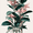 Botanical Rubber Plant, variant on UXIEQU White Peony Floral Still Life Canvas Wall Art Print 15.75x11.81 Inches