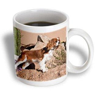3dRose Cavalier King Charles Spaniel dog - US03 ZMU0008 - Zandria Muench Beraldo, Ceramic Mug, 11-ounce