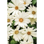 4-pack, 4.25 in. Grande Bright Lights White African Daisy (Osteospermum) Live Plant, White Flowers