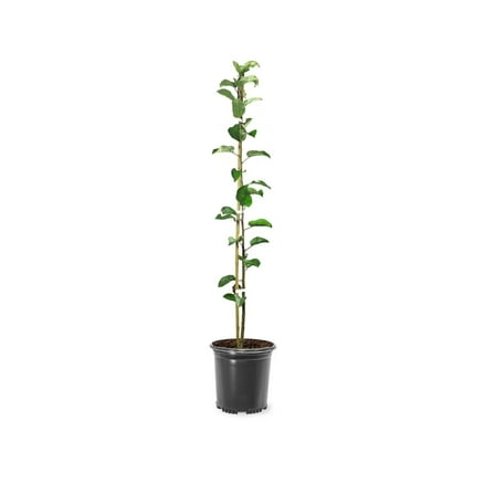 Expert Gardener 1-2 ft. Tall Mutsu Apple Live Tree in 1- Gallon Grower Pot