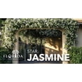 thumbnail image 2 of Star Confederate Jasmine | 2 Extra Large 3 Gallon Plants | Trachelospermum jasminoides | Flowering Vine Plants | Evergreen Ground Cover for Landscaping, 2 of 6