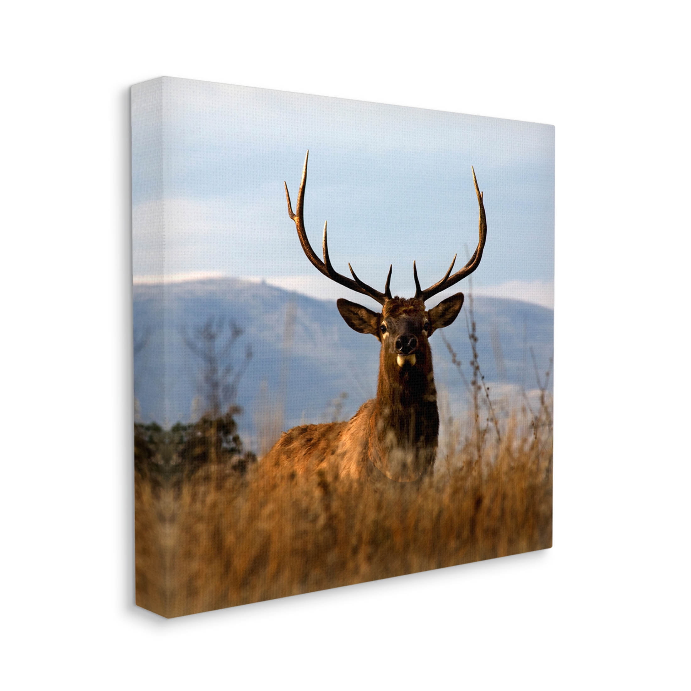 Stupell Industries Buck in Tall Grass Landscape Photograph Gallery Wrapped Canvas Print Wall Art, Design by Danita Delimont