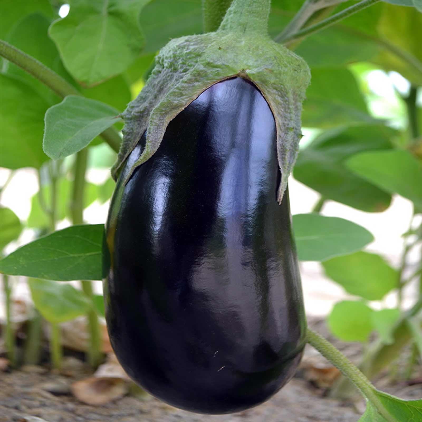 Vegetable Seeds NON GMO Eggplant Aubergine Black Beauty Heirloom