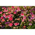 thumbnail image 4 of 50 HI No MARU ASTER Double Red & White Callistephus Pompon Flower Seeds, 4 of 10