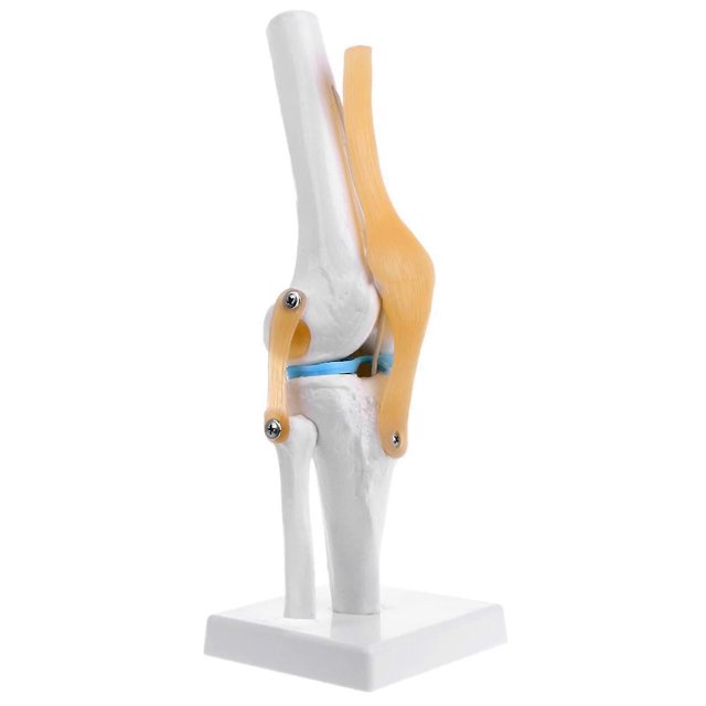 Knee Joint Model, Flexible Knee Model With Ligaments & Stand, Life Size Knee Anatomy Model
