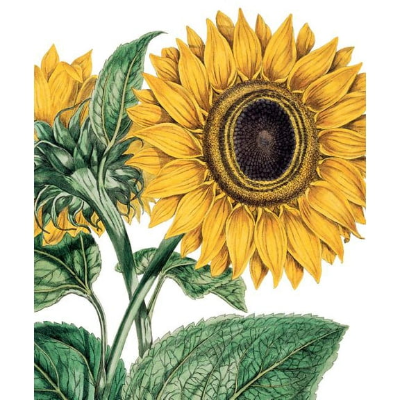 Archivist Bright Yellow Sunflower Blank Note Card