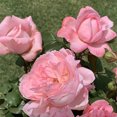 thumbnail image 3 of Heirloom Roses - Sweet Eloise™ Climbing Roses Rose Plant, 3 of 3