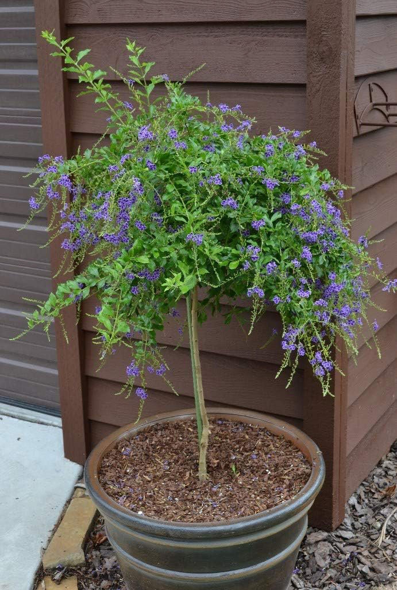 Sapphire Showers Duranta - Live Plant in a 10 Inch Pot - Duranta Erecta "Sapphire Showers" - Beautiful Flowering Butterfly Attracting Patio Plant - image 2 of 6
