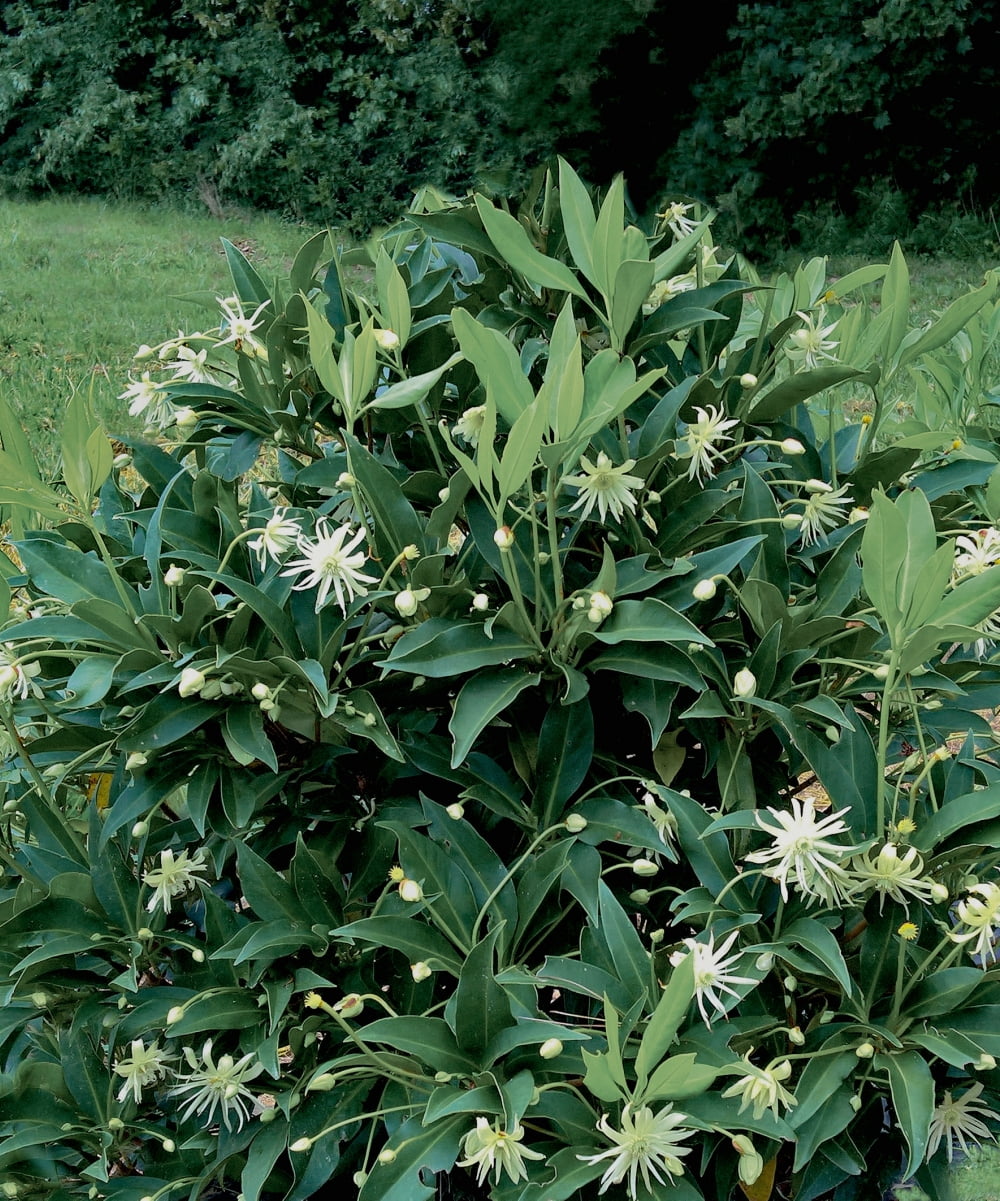 Bloomables® 2.25 gal. Star Flower Orion™ Illicium White Flowers- Live Shrub with Full Sun - 1 Piece